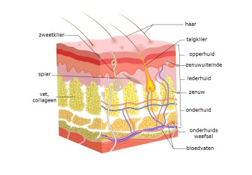 De huid en haar functies